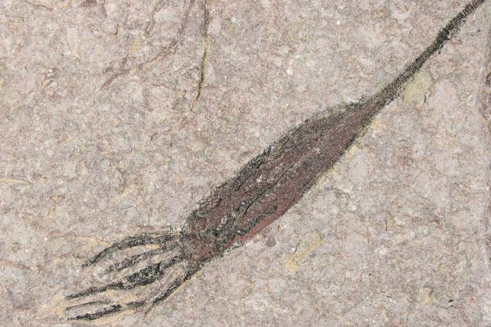 Fossil Eocrinoid (Ascocystites) - El Kaid Rami, Morocco #376568
